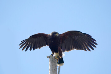 Harris Hawk taking off against blue sky