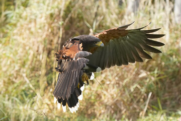 Harris Hawk flying in wilderness area with tall grass