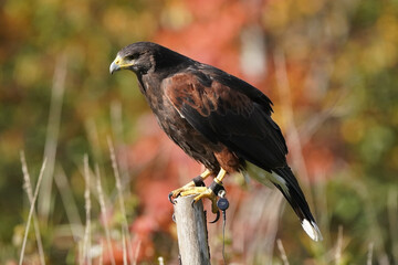 Harris Hawk perched on dead tree