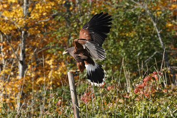 Harris Hawk in flight in fall colours
