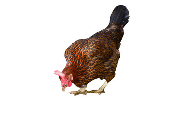 Young hen isolated on white background.