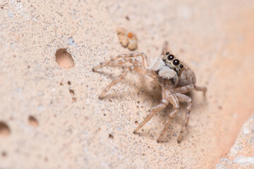Female Menemerus semilimbatus spider staring from a wall