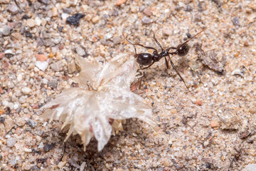 Messor barbarus ant transporting stuff to the nest under the sun