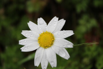 white daisy flower