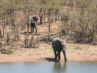 Kruger national park visit 
