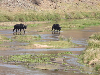 Kruger national park visit 
