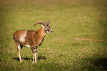 Naklejka na ściany i meble mouflon in the park on the grass