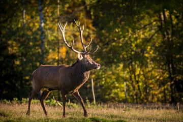 red deer in the autumn landscape