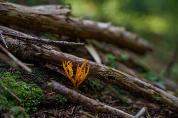 moss on tree trunk