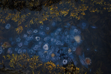 jellyfishes in the water