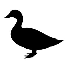 duck isolated on white