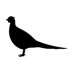 silhouette of a bird