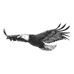 Eagle in flight, vector sketch. Freedom symbol.