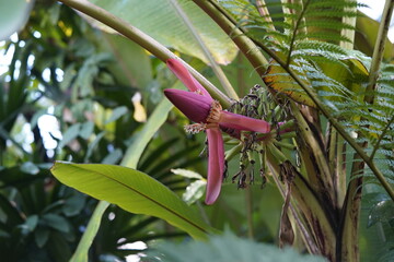Banana blossoms and young bananas on a banana tree. Musaceae family. 