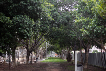 Parque con árboles en día soleado