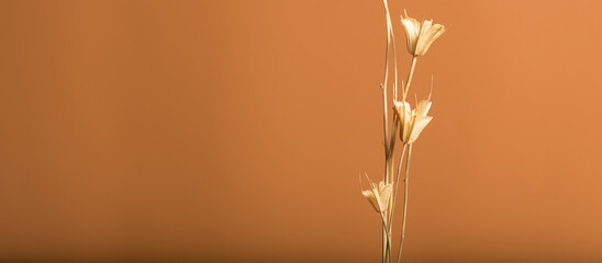 dried flowers in original shape on brown background
