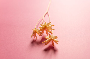 dried flowers in original shape on pink background
