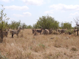 Kruger national park visit 