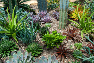 Sydney Australia, view across succulent garden with a variety of small plants