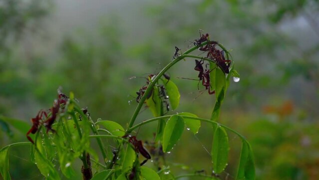 Leaves with group of insects are perched on it. The atmosphere of the rain forest when the weather is foggy in the morning. Acanthocephala insects