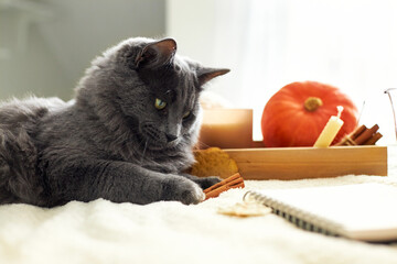 Cozy autumn atmosphere. A cute gray cat lies next to candles and a kettle of hot tea on a beige...