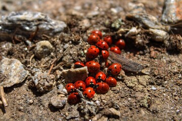 ladybugs on the ground