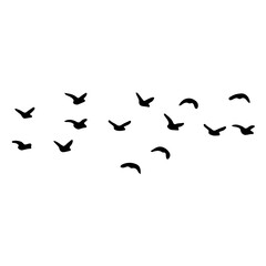 Obraz na płótnie Canvas flock of birds