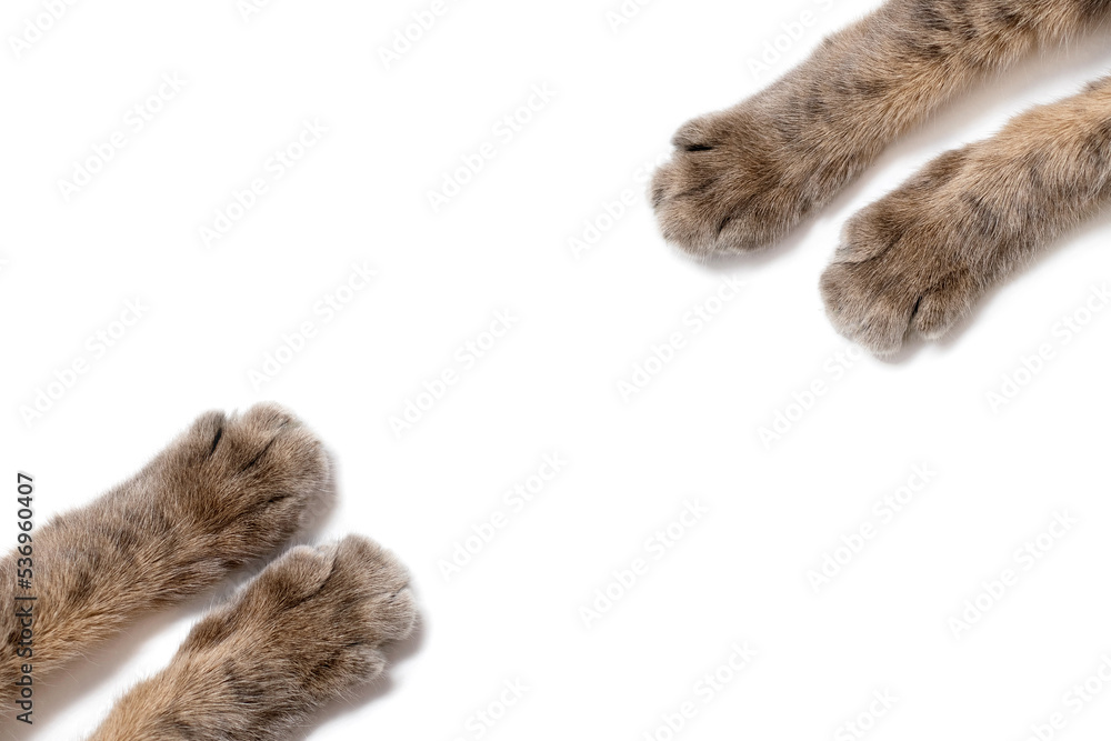 Wall mural Four paws of a gray cat on a white background against each other. Beautiful striped paws of a fluffy cat on a white isolated background. Cute cat paws with free space for advertisement or text