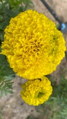 banthi puvvu - marigold flower - Tagetes - HD flower images