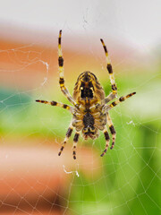 spider on the web
