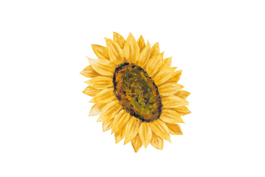 Yellow sunflower painted in watercolor isolated on white background.
