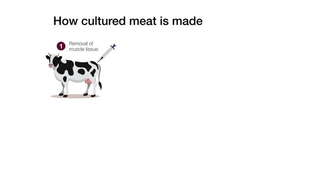 How cultured lab grown meat is made