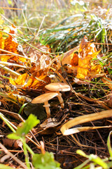 Autumn honey mushrooms in the forest