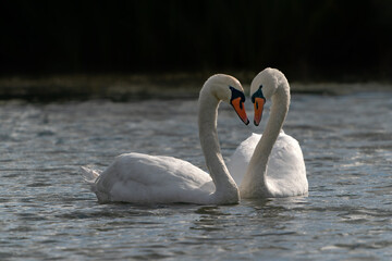 Two Mute Swan (Cygnus olor). Romantic moment between two beautiful white mating swans. White swan picture. Gelderland in the Netherlands.                                                              