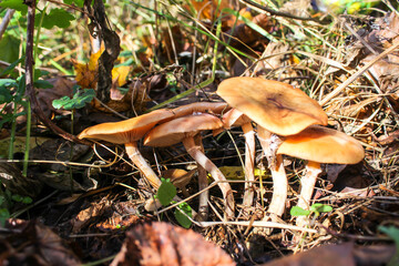 Autumn honey mushrooms in the forest