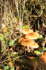 Autumn honey mushrooms in the forest
