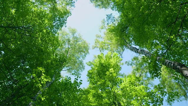 Green fresh foliage of old tall trees growing in forest. Woodland or park with beautiful huge trees. Rotation.