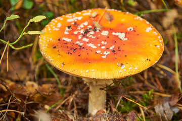 muchomor czerwony , Amanita muscaria , grzyb , las	
