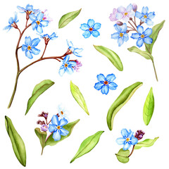 Forget-me-not flowers set with leaves. Watercolor Illustration is isolated on white background.