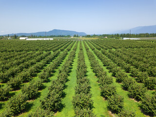 Fototapeta na wymiar Drone view of a plantation of walnut trees on a sunny day. Hazelnut tree plantation, drone view