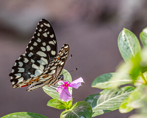 A Lime Butterfly sitting on a pink flower