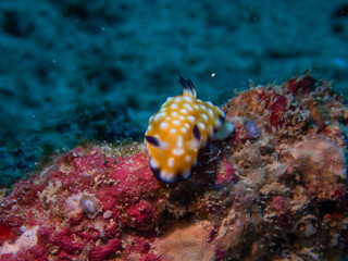 ハワイのウミウシ