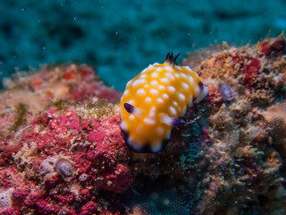 ハワイのウミウシ