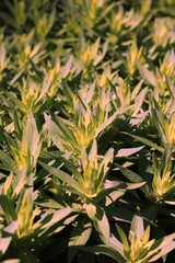 Obraz premium close up of leaves