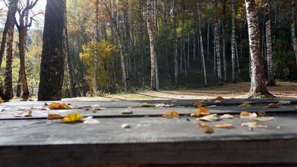 A wooden bench with a table in the autumn forest. The birch grove is wrapped in yellow-red leaves. The sun is shining brightly. Long shadows from the trees. Everything is made of logs. Kazakhstan