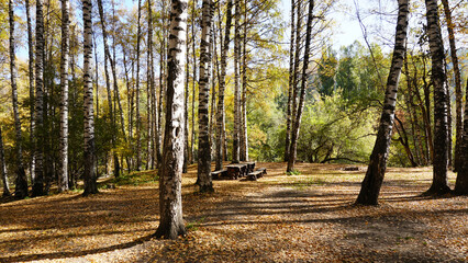 A wooden bench with a table in the autumn forest. The birch grove is wrapped in yellow-red leaves. The sun is shining brightly. Long shadows from the trees. Everything is made of logs. Kazakhstan