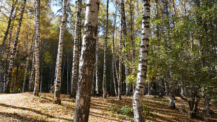 A wooden bench with a table in the autumn forest. The birch grove is wrapped in yellow-red leaves. The sun is shining brightly. Long shadows from the trees. Everything is made of logs. Kazakhstan