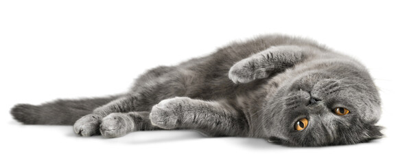 British Shorthair Cat Lying Down on the Ground