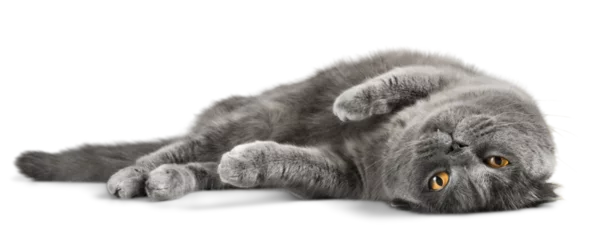 Foto op Plexiglas British Shorthair Cat Lying Down on the Ground © BillionPhotos.com