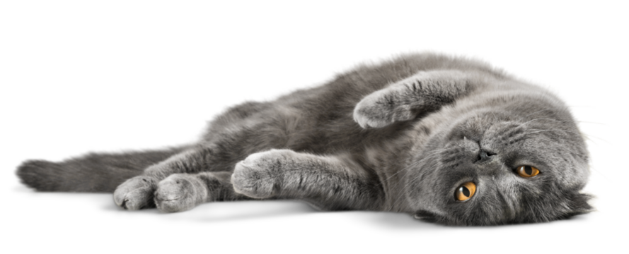 British Shorthair Cat Lying Down on the Ground